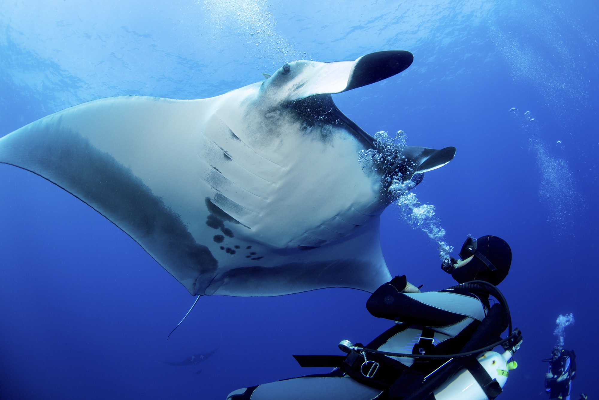 A diver approaching a Giant oceanic manta ray underwater