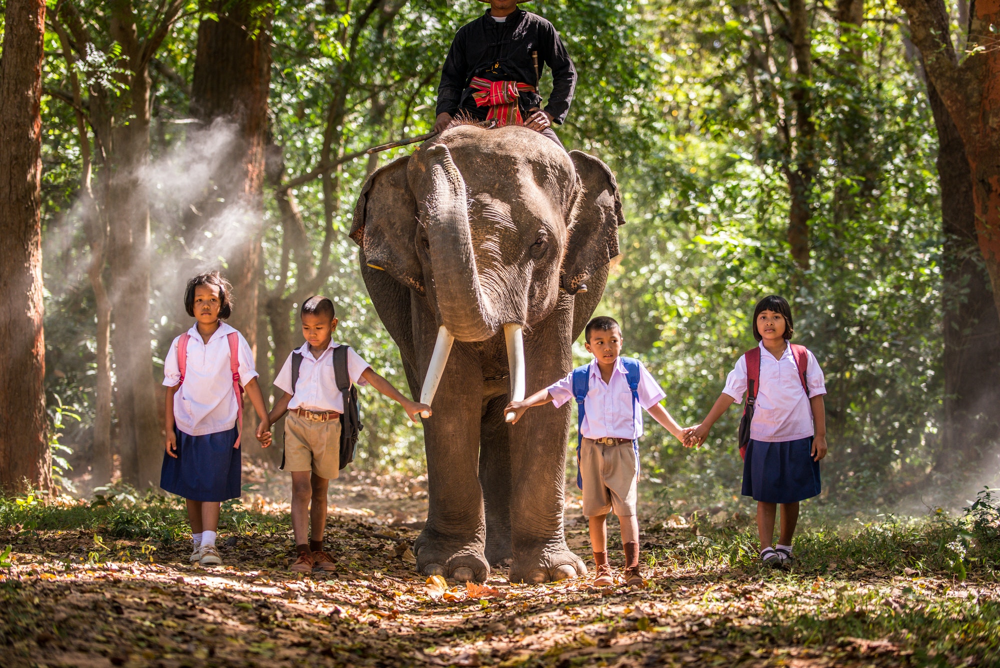 Elephant at sunrise in Thailand